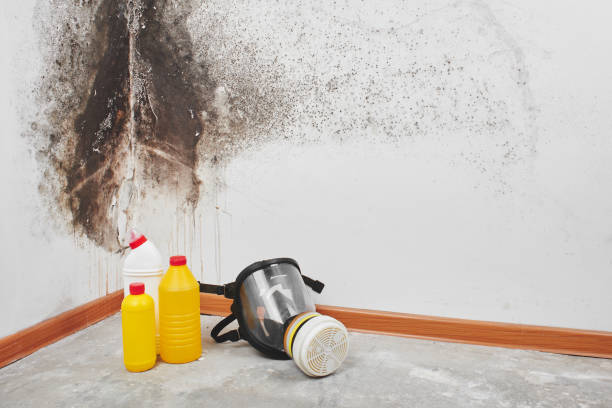Best Fast Mold Removal  in Colby, WI