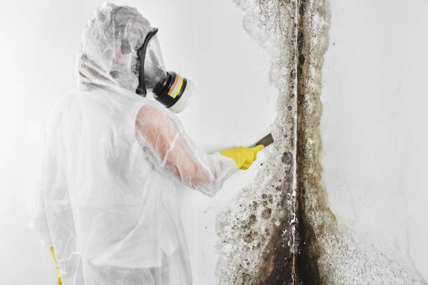 Best Fast Mold Removal  in Colby, WI