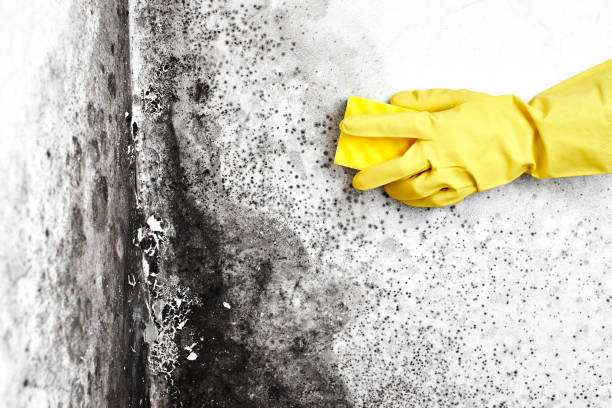 Best Attic Mold Removal  in Colby, WI
