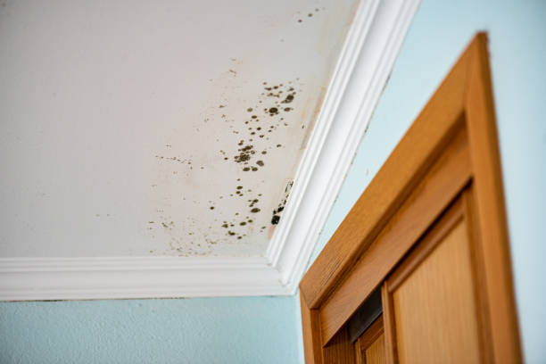 Mold Testing and Removal in Colby, WI