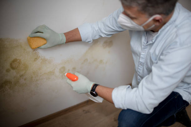 Best Local Mold Removal Service  in Colby, WI