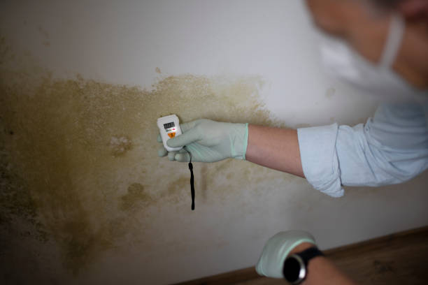 Best Black Mold Removal  in Colby, WI