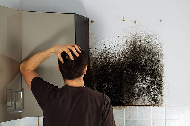 Colby, WI Mold Removal Company