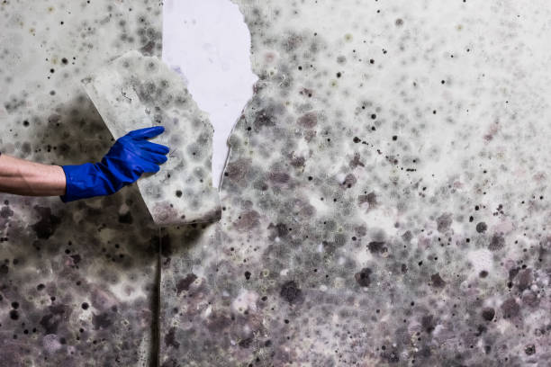 Best Affordable Mold Removal  in Colby, WI