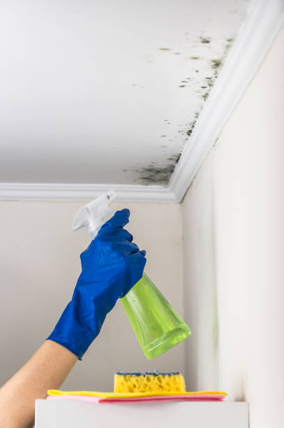 Best Crawl Space Mold Removal  in Colby, WI